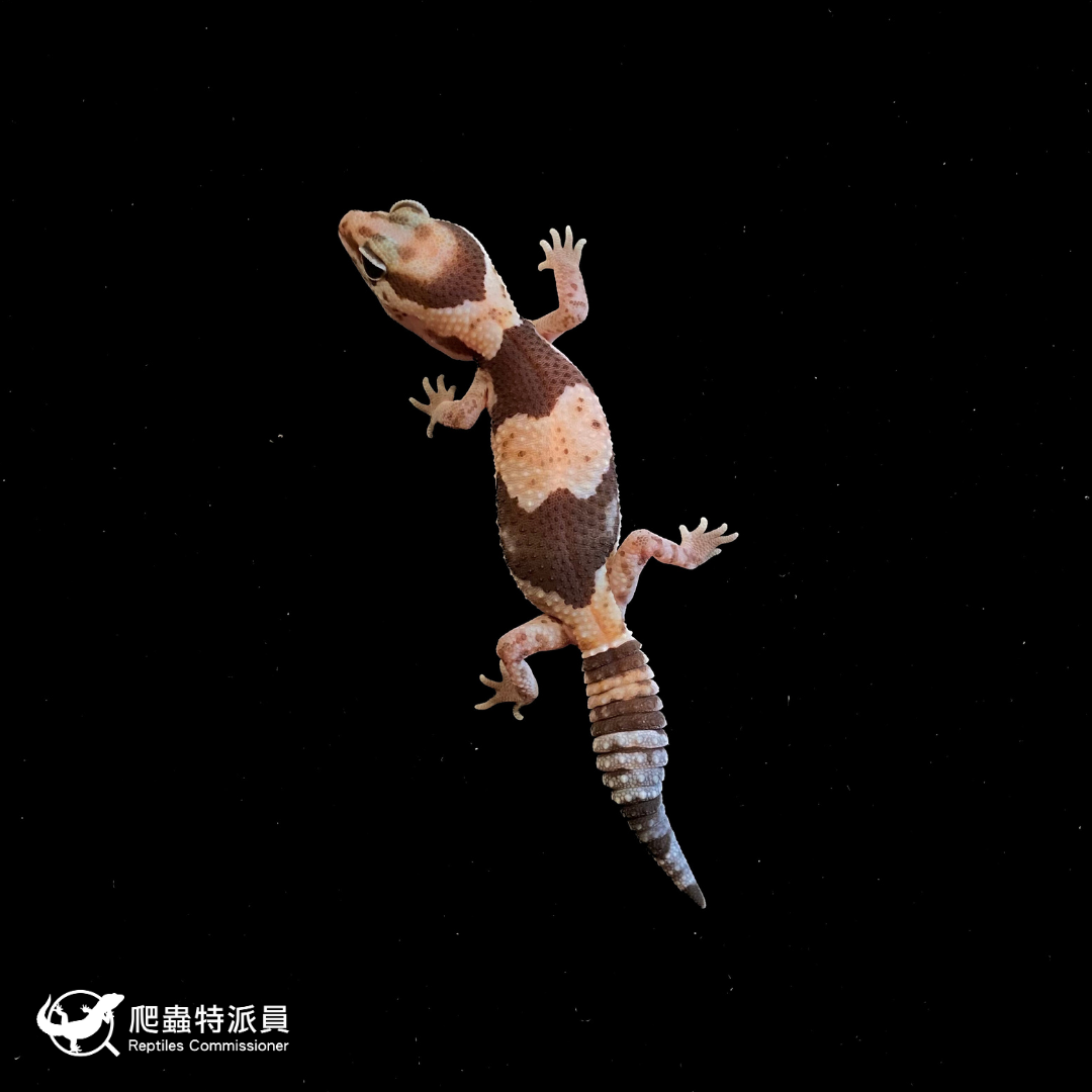 肥尾守宮．普肥 h 橘白無紋（編號 180）