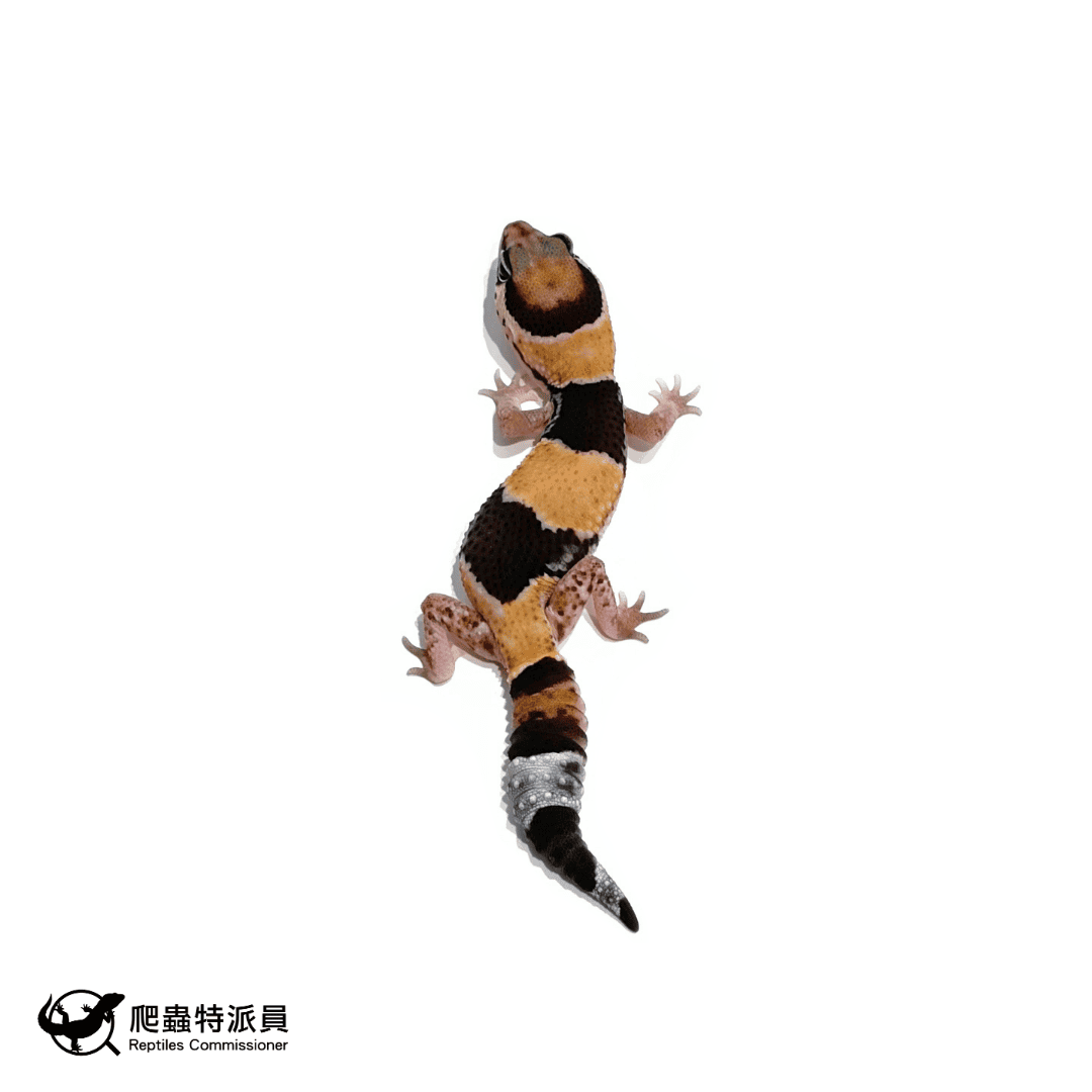 肥尾守宮.普肥(編號 486) 肥尾守宮.普肥(編號 486)