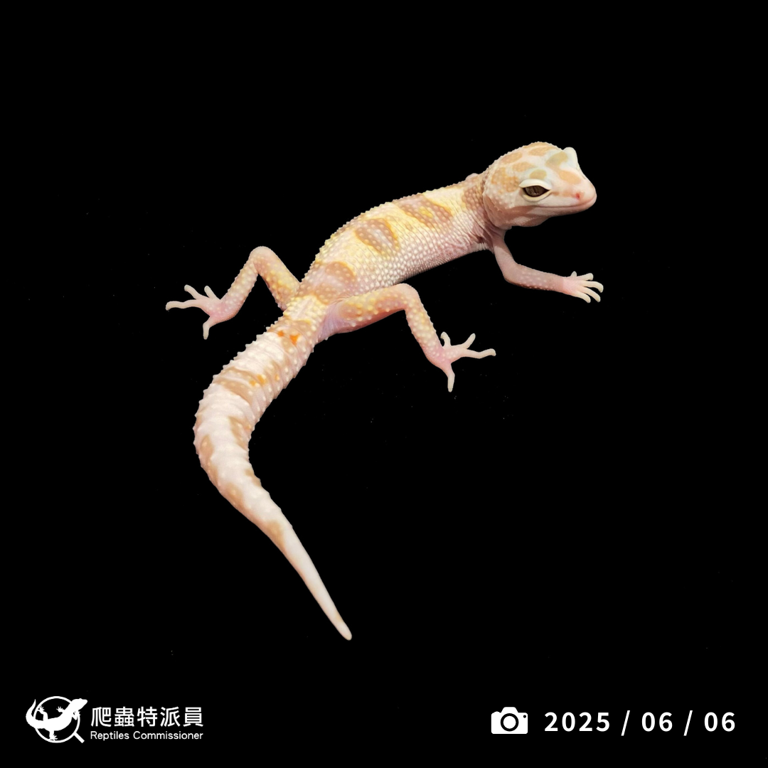 豹紋守宮．WY 川白雪花（編號 340）