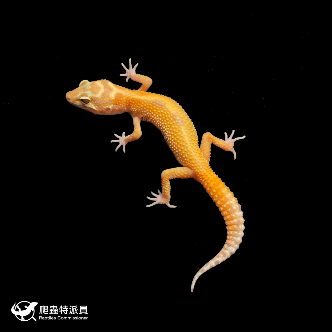 豹紋守宮．川普叢林（編號 426）