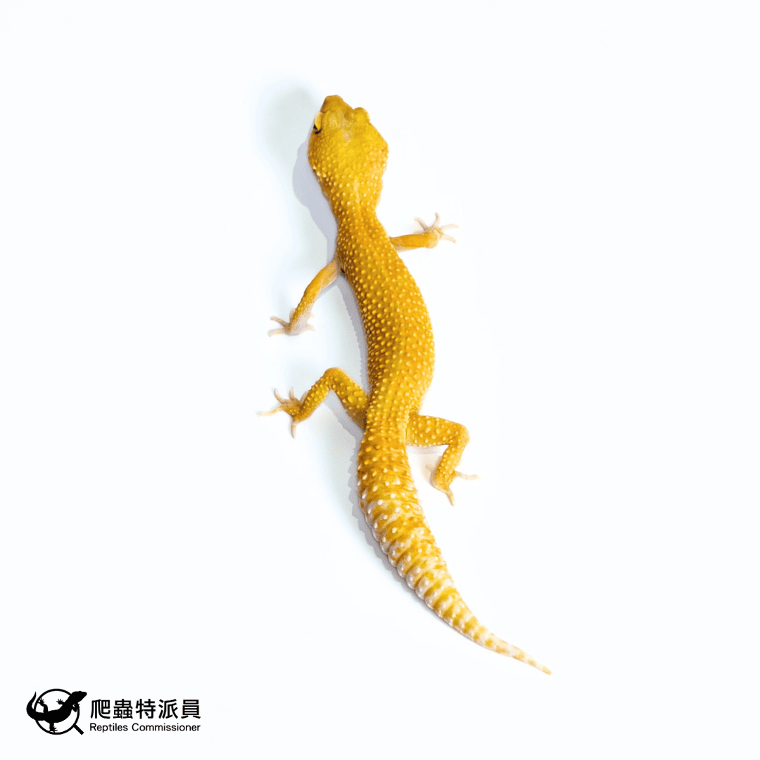 豹紋守宮.日焰(編號 479) 豹紋守宮.日焰(編號 479)