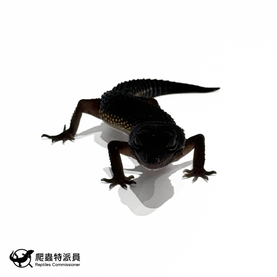 豹紋守宮．黑夜（編號 312）