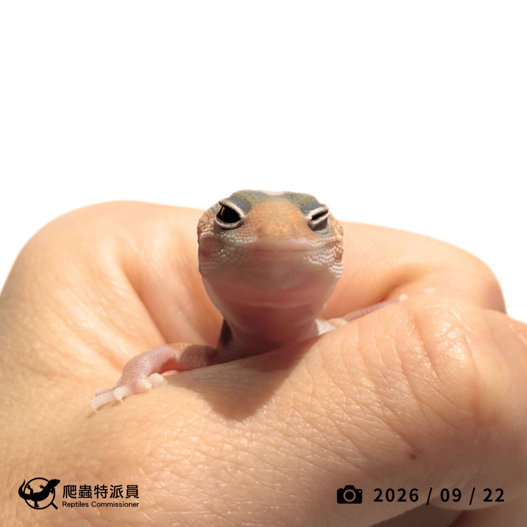 肥尾守宮．橘白（編號 487）