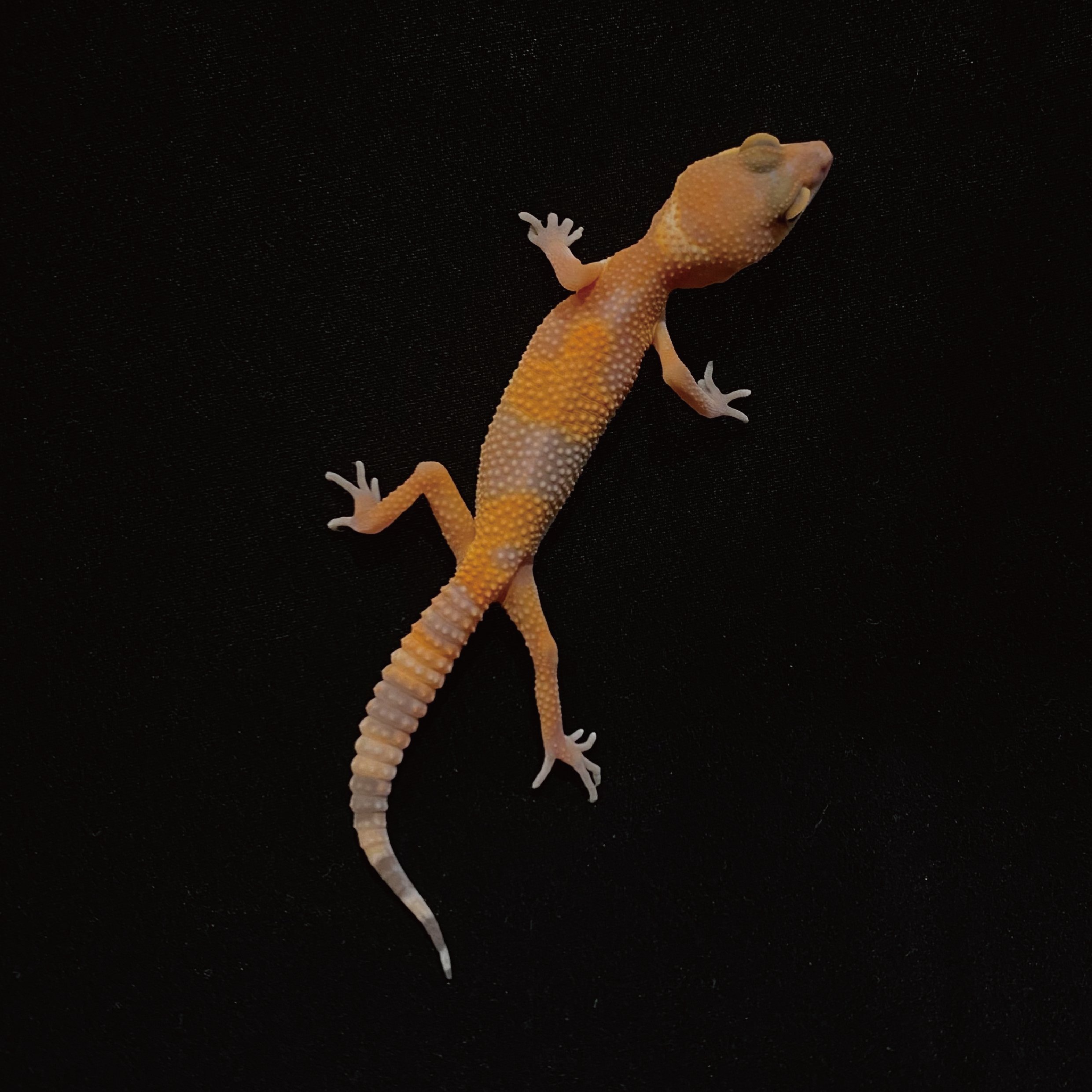 豹紋守宮．日焰（編號 22）