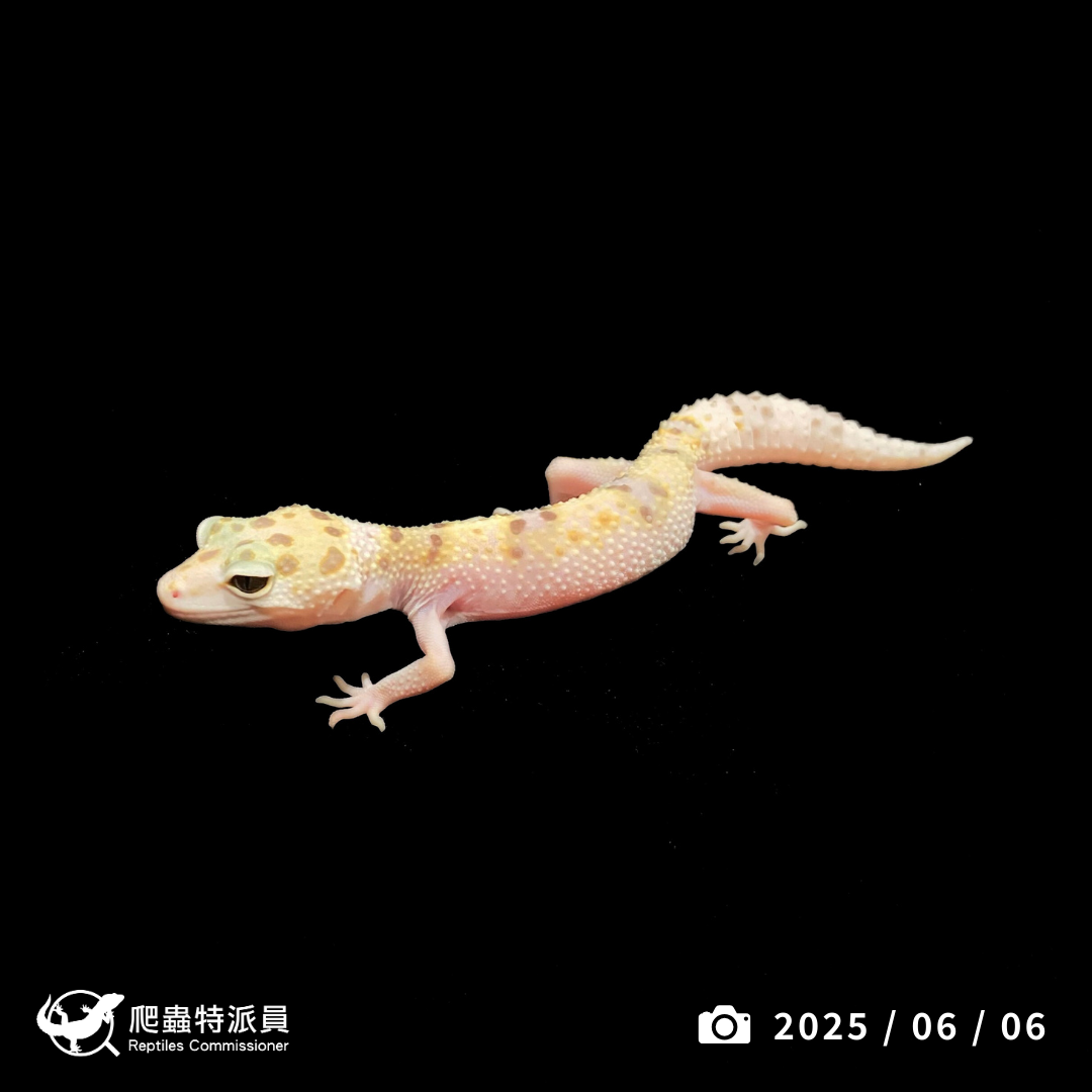 豹紋守宮．WY 雪花（編號 389）