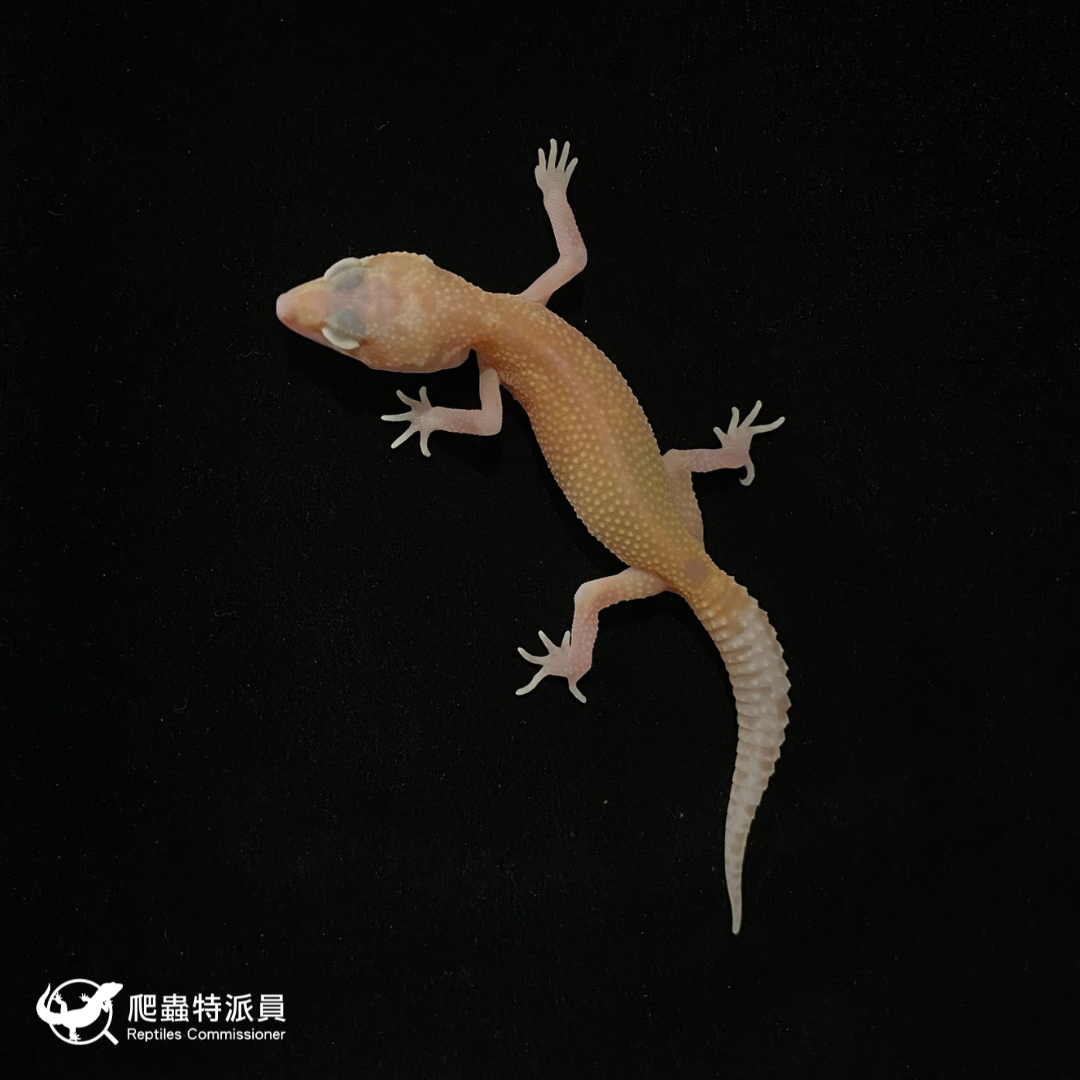 豹紋守宮．川白日蝕（編號 126）