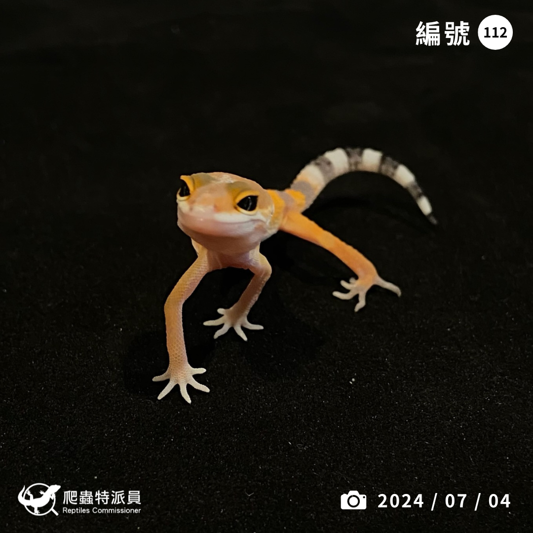 豹紋守宮．橘化（編號 112）