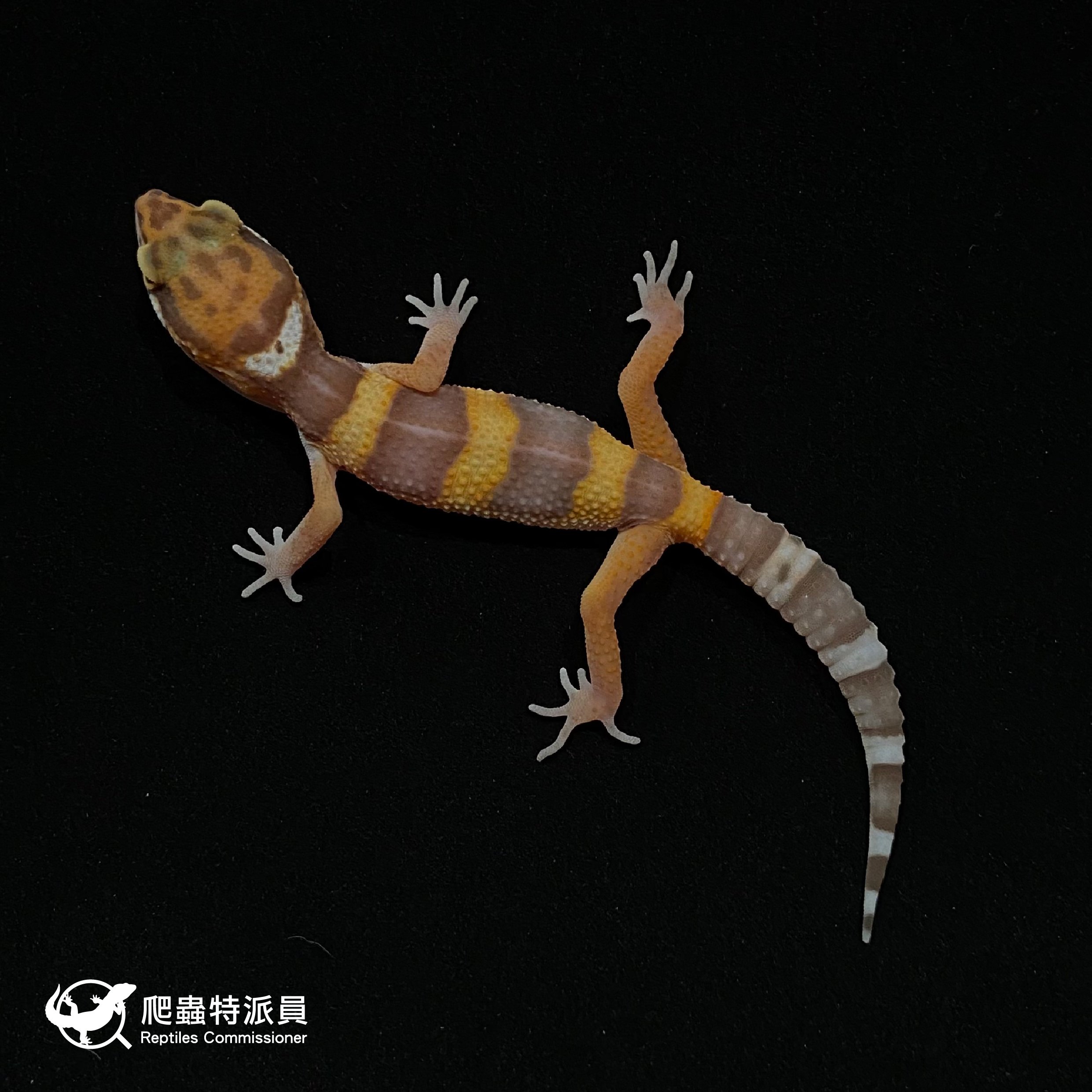 豹紋守宮．貝爾白化（編號 7）