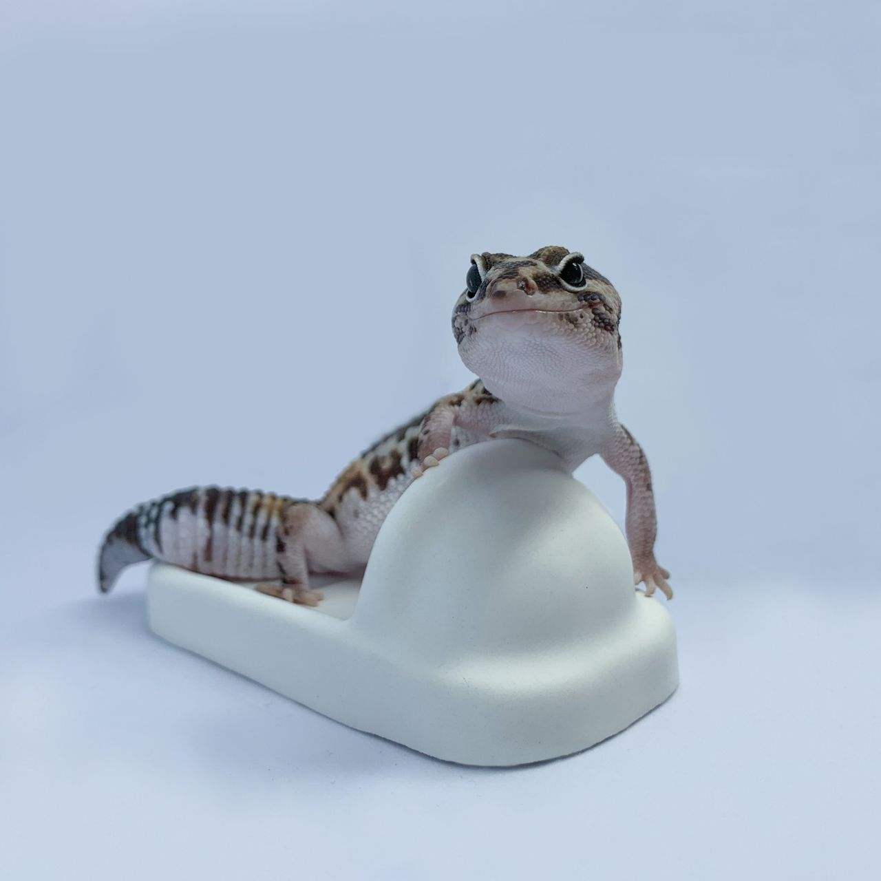 爬蟲馬桶／便盆