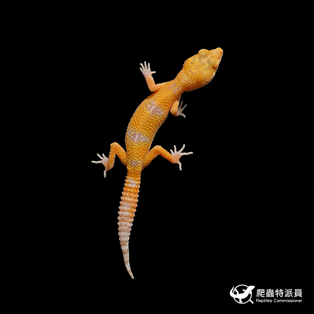 豹紋守宮．日焰（編號 423）