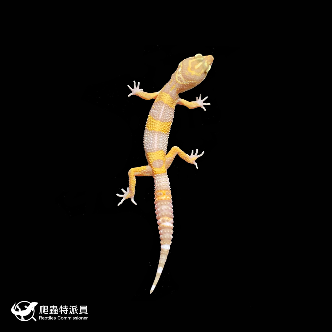 豹紋守宮．日焰（編號 102 ）