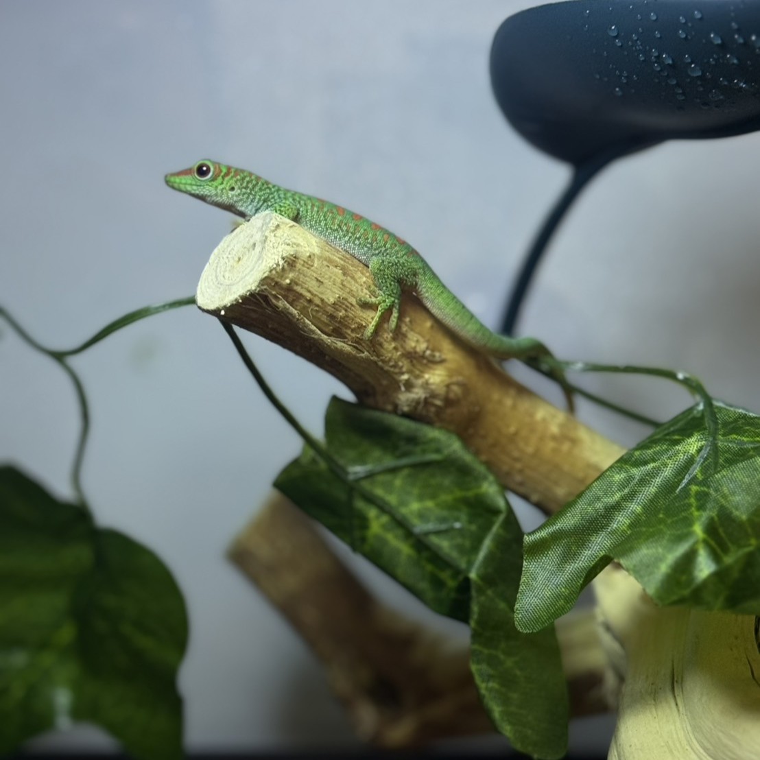 馬島日守宮（馬達加斯加日守宮）