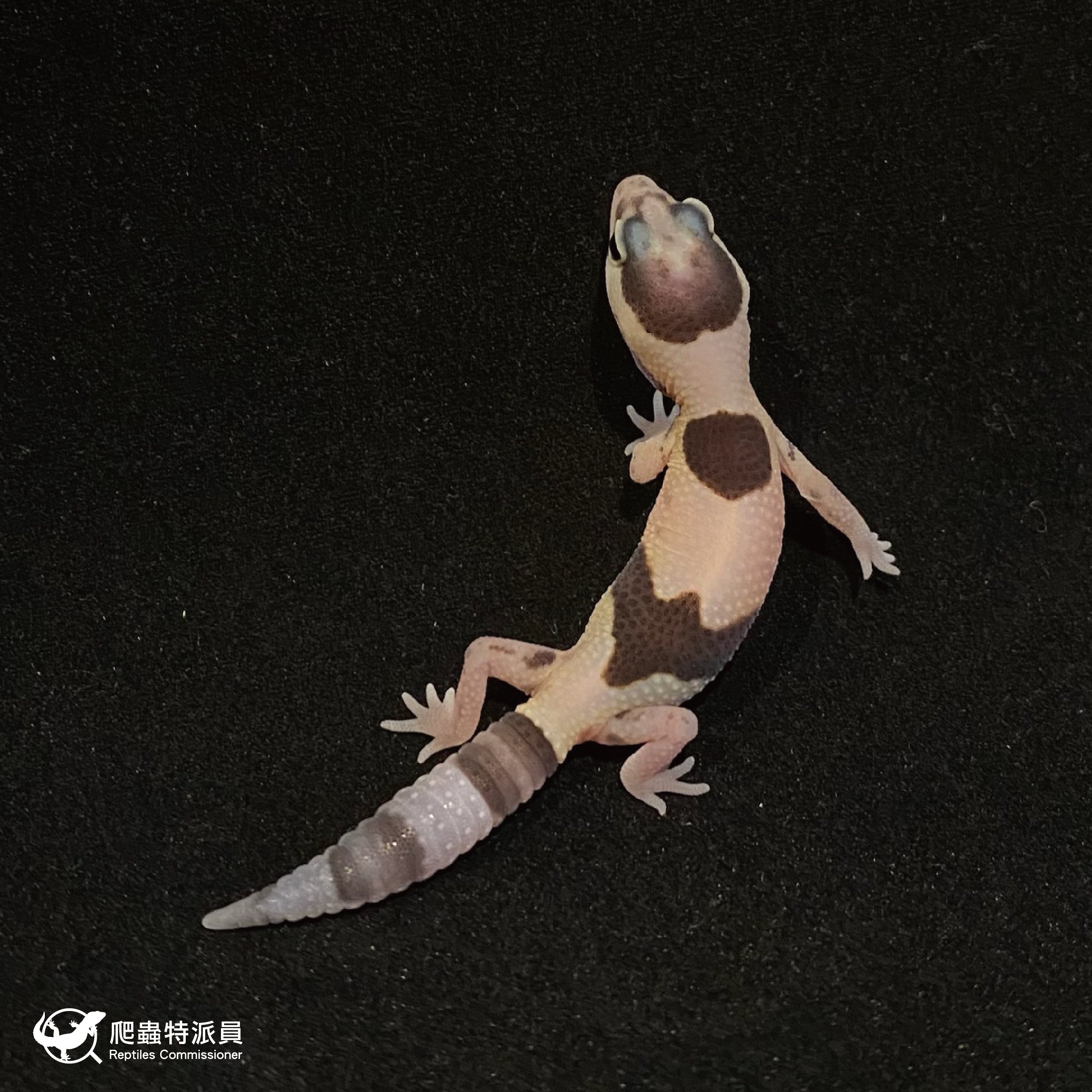 肥尾守宮．立可白（編號 46）