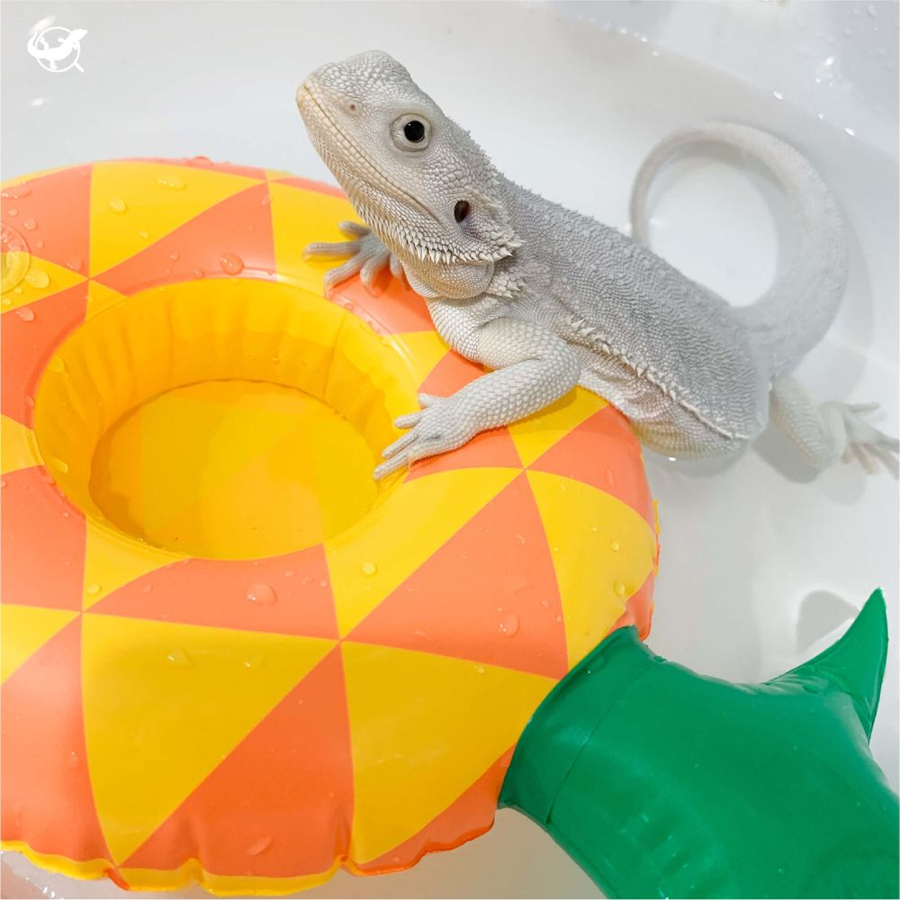 爬蟲造型泳圈 爬蟲造型泳圈