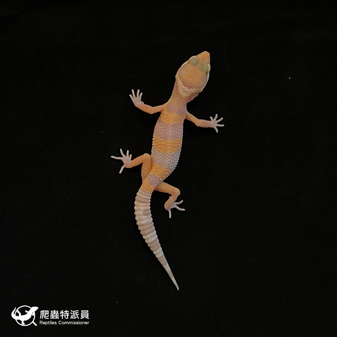 豹紋守宮．川普白化（編號 100）