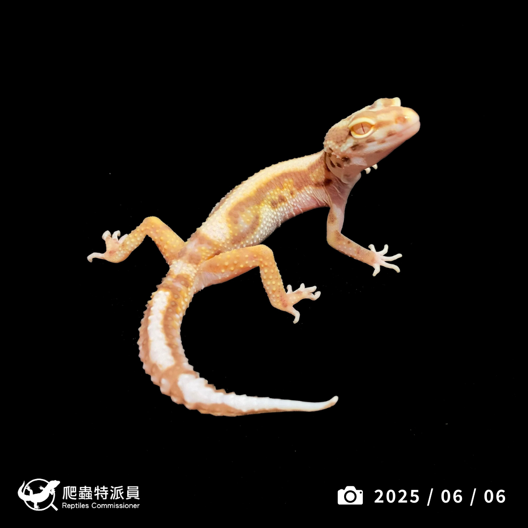 豹紋守宮．薰衣草（編號 401）