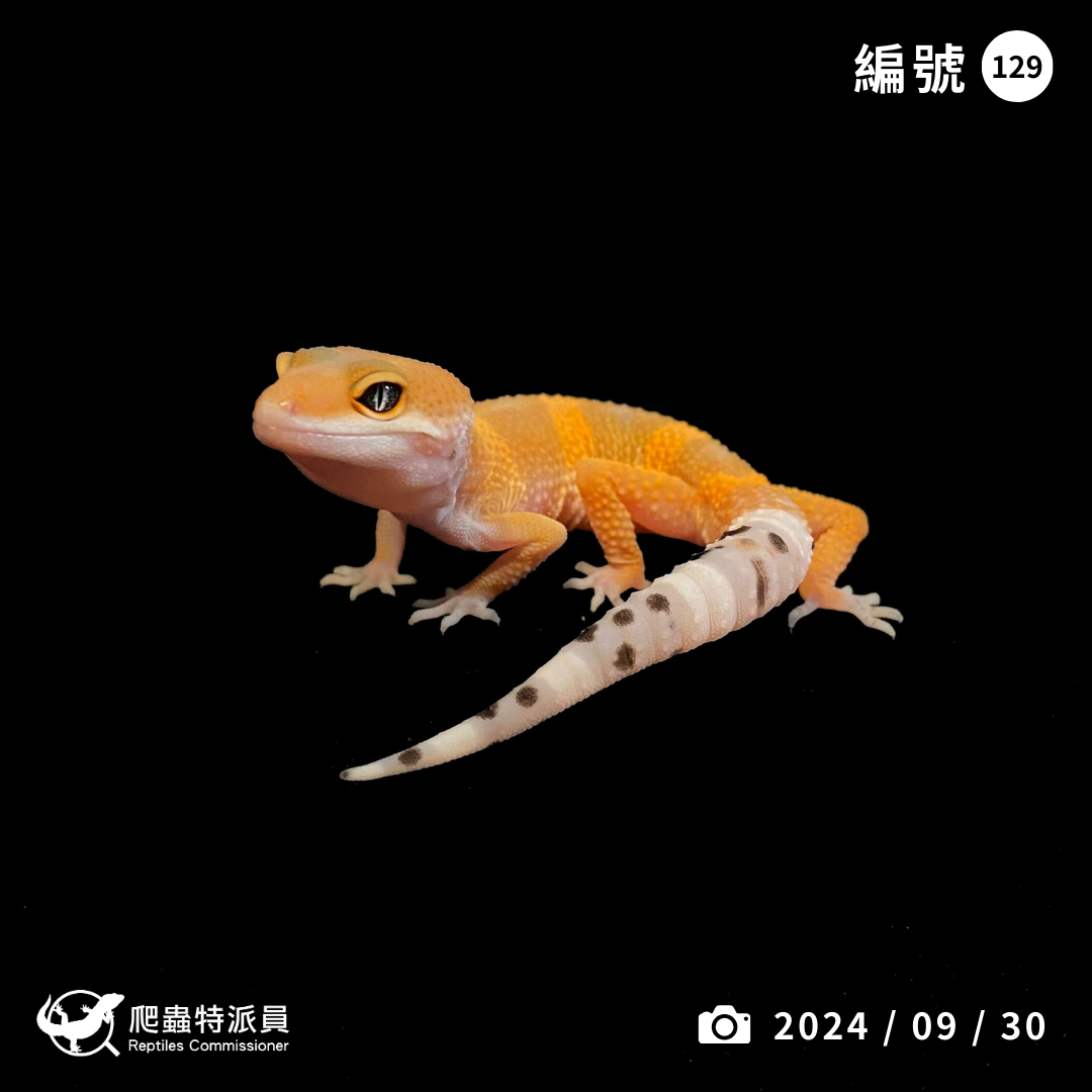 豹紋守宮．橘化（編號 129）