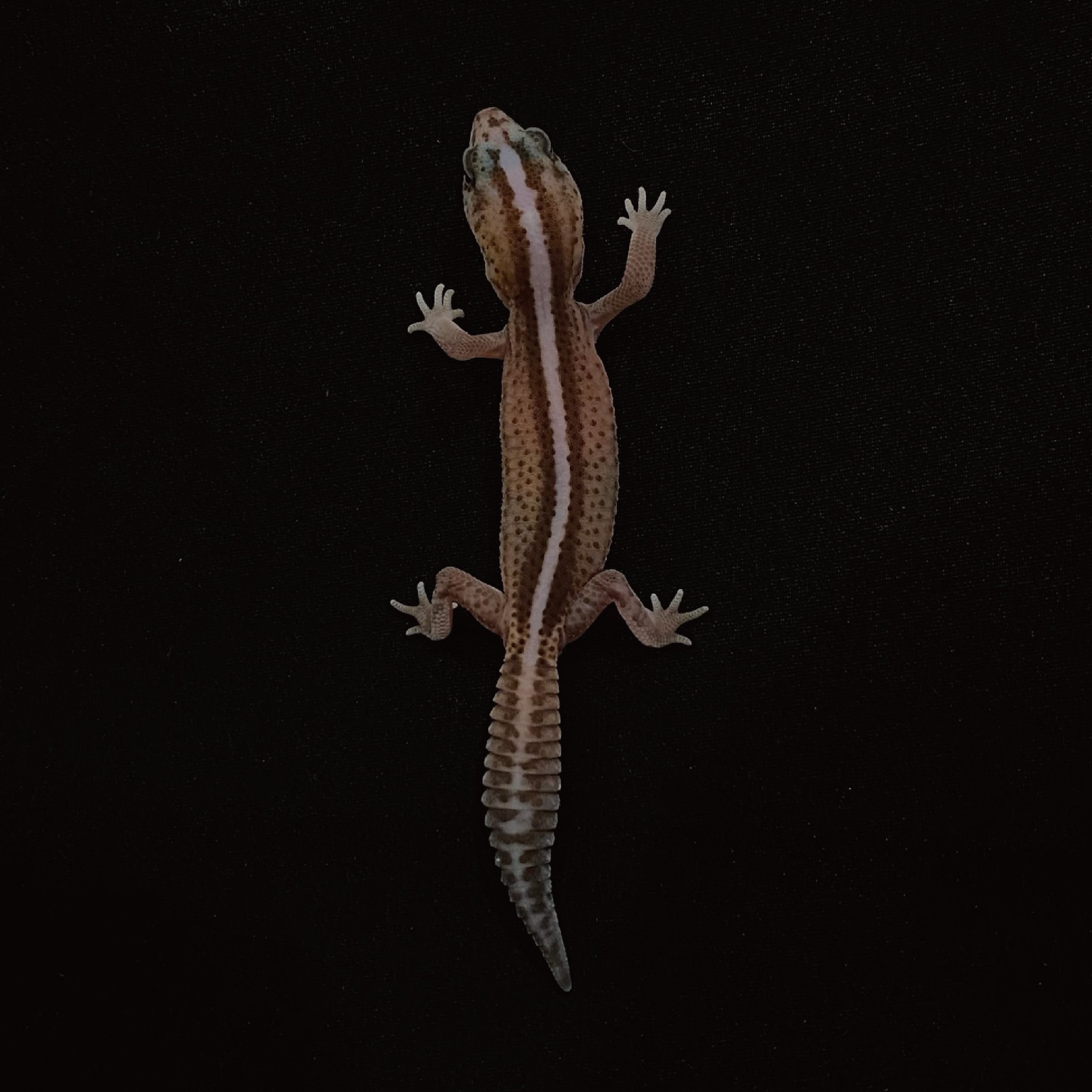 肥尾守宮．直線無紋 h 奧利奧（編號 40）