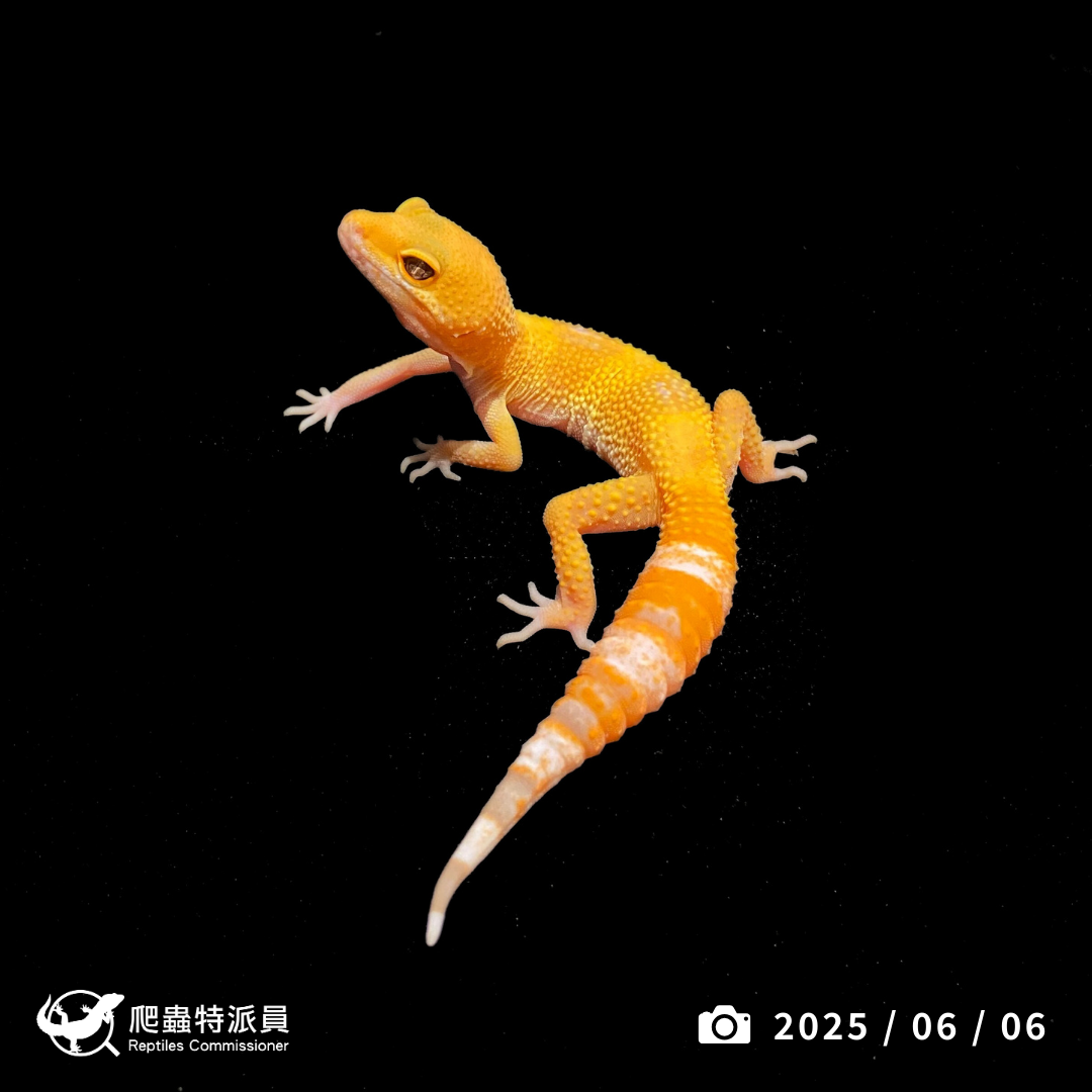 豹紋守宮．日焰（編號 345）