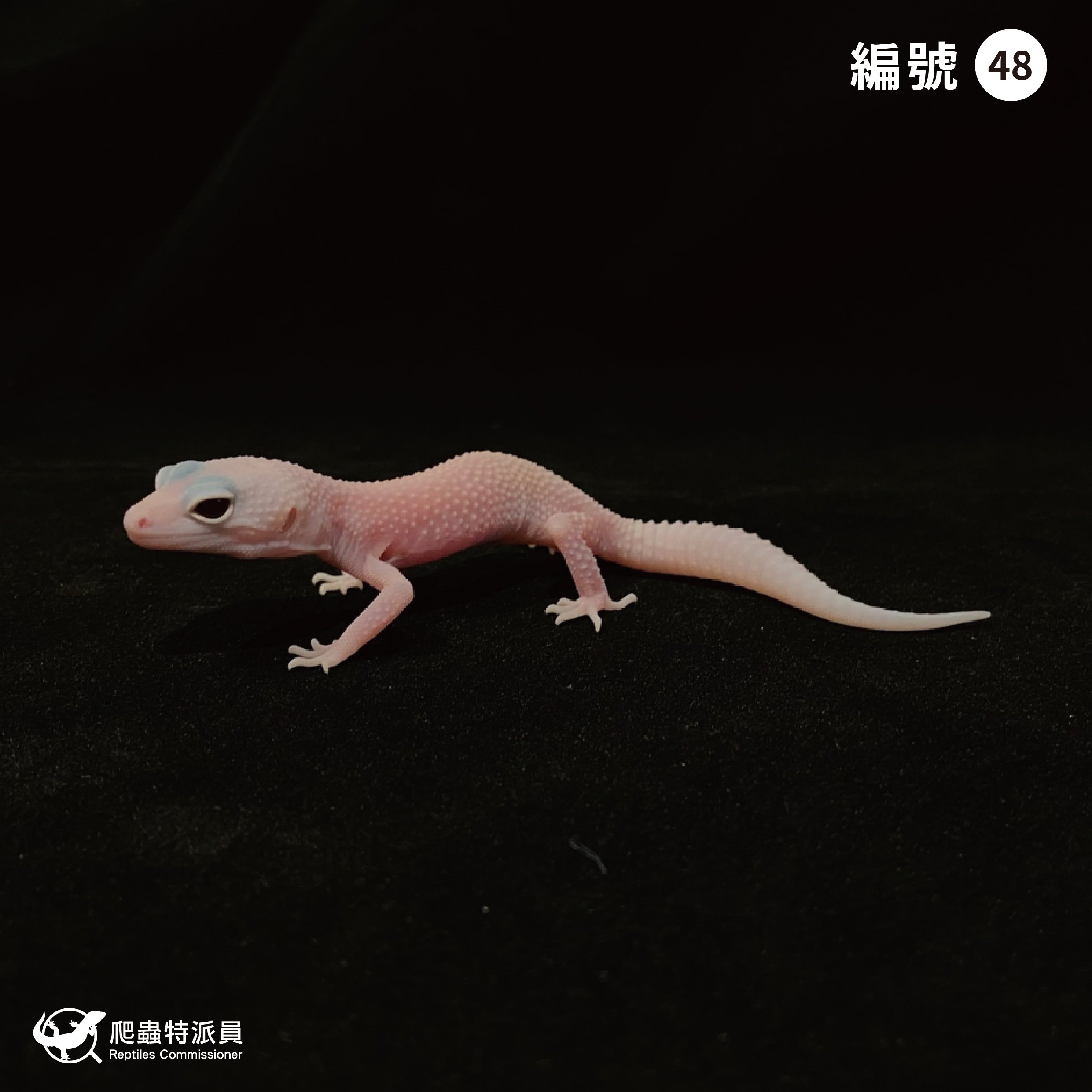 豹紋守宮．雪花暴風雪日蝕（編號 48）