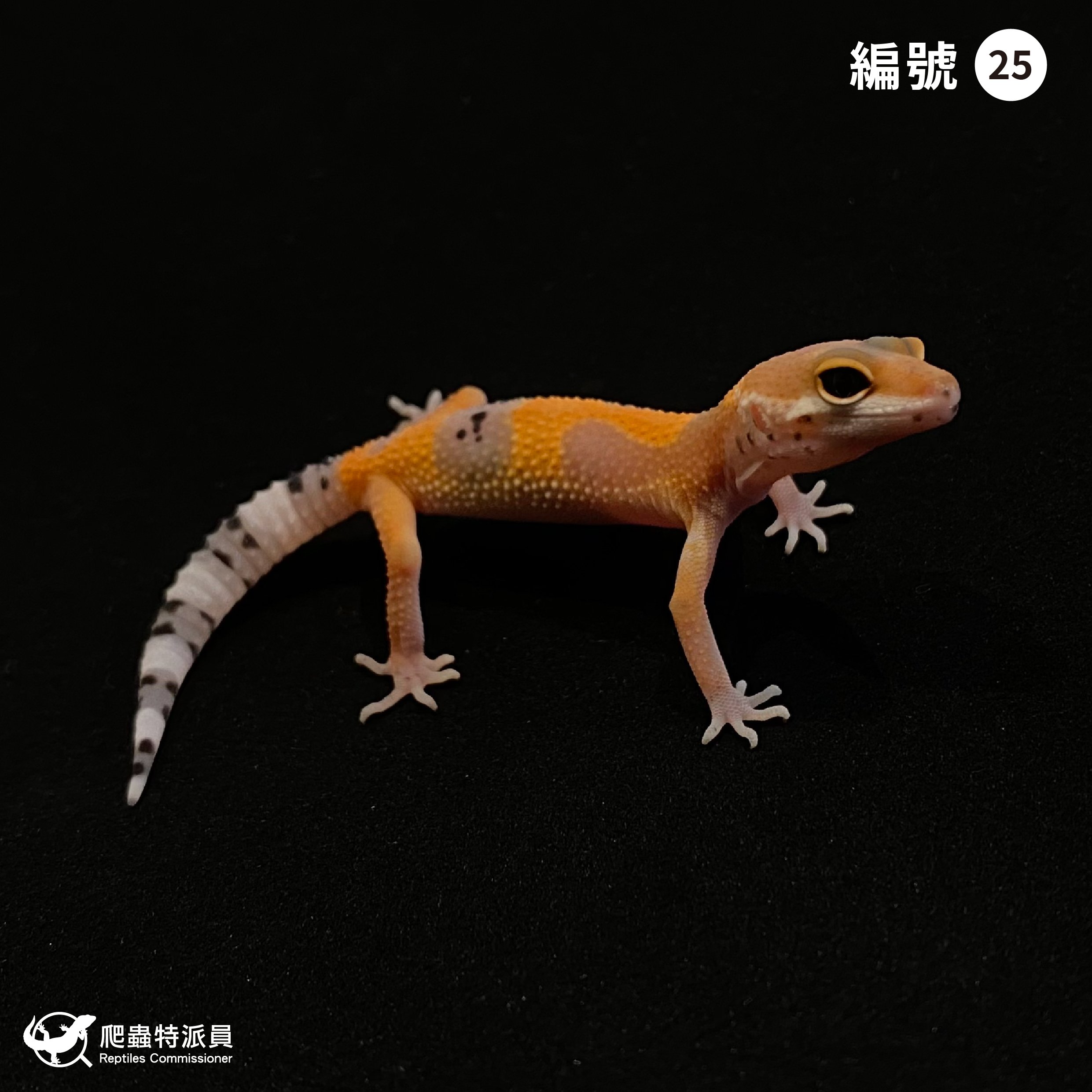 豹紋守宮．橘化（編號 25）