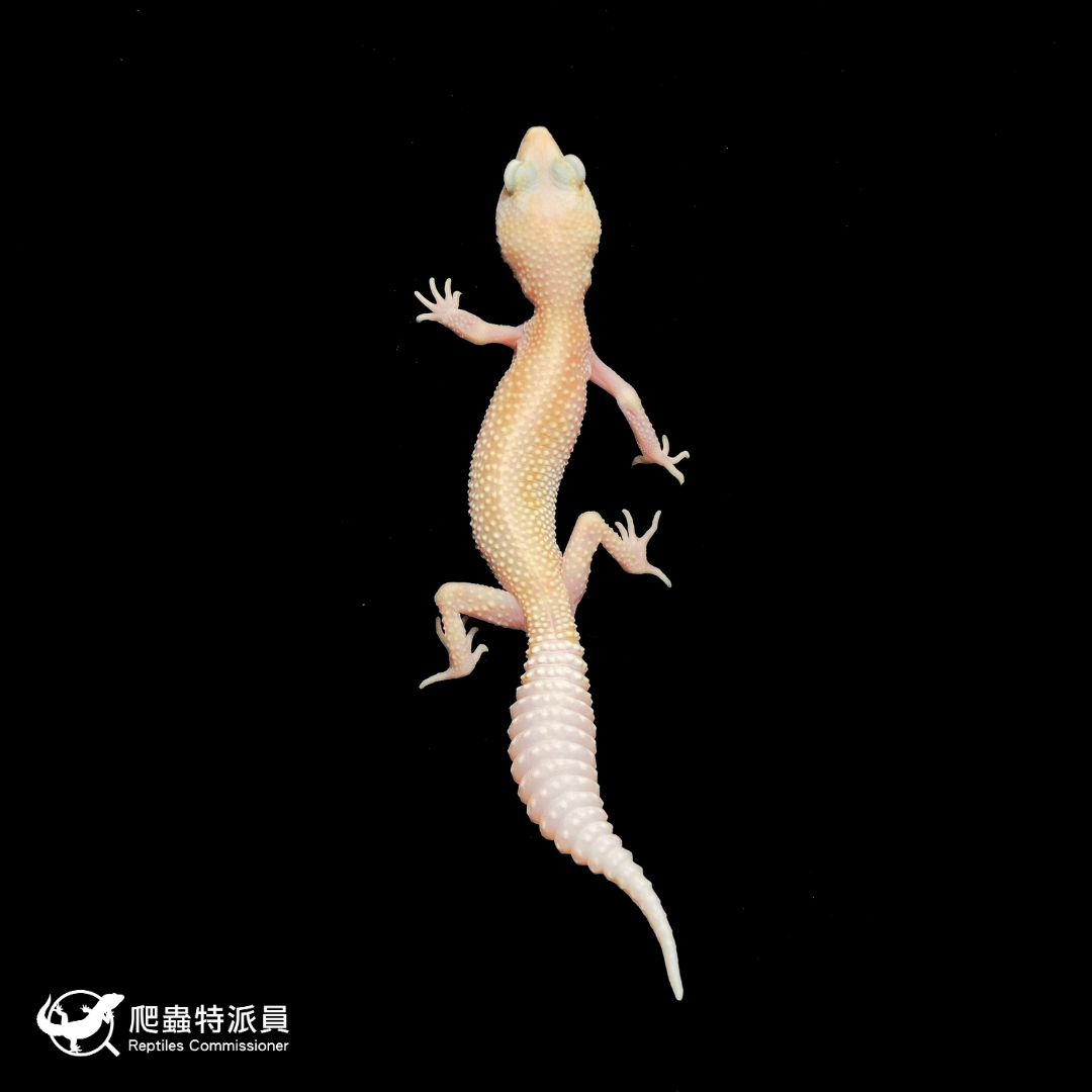 豹紋守宮．WY 直線川白雪花（編號 395）