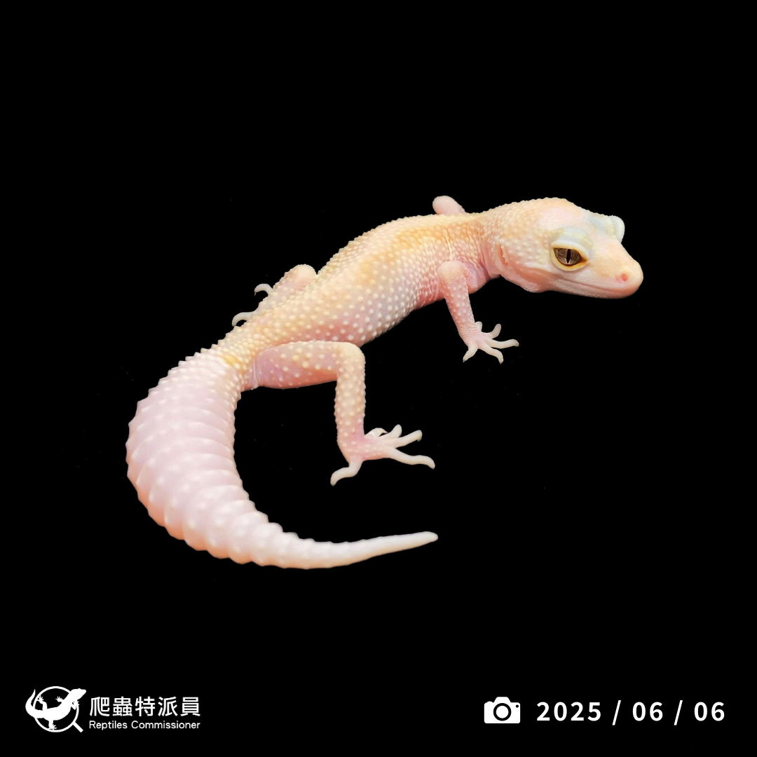 豹紋守宮．WY 直線川白雪花（編號 395）