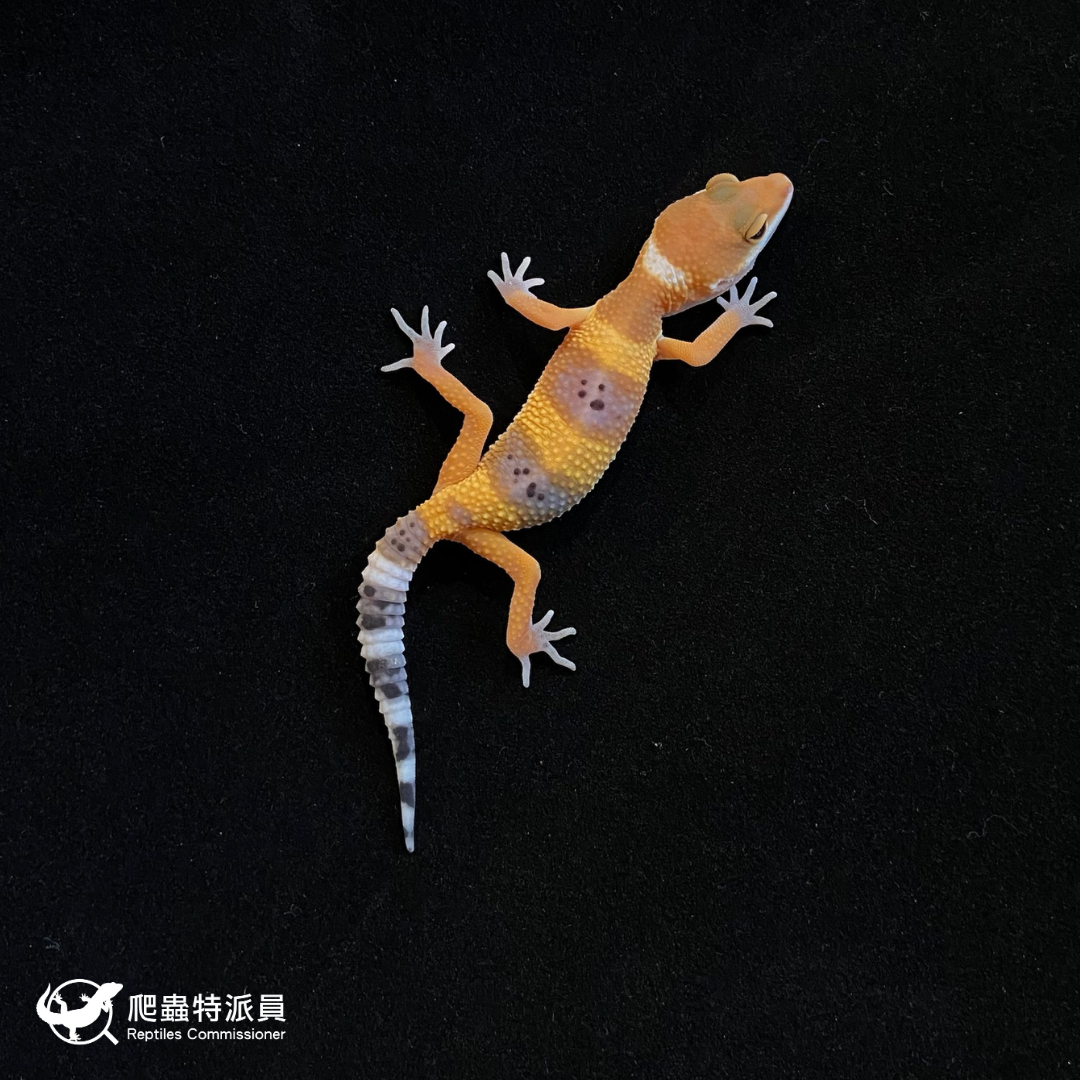 豹紋守宮． 橘化（編號 135）