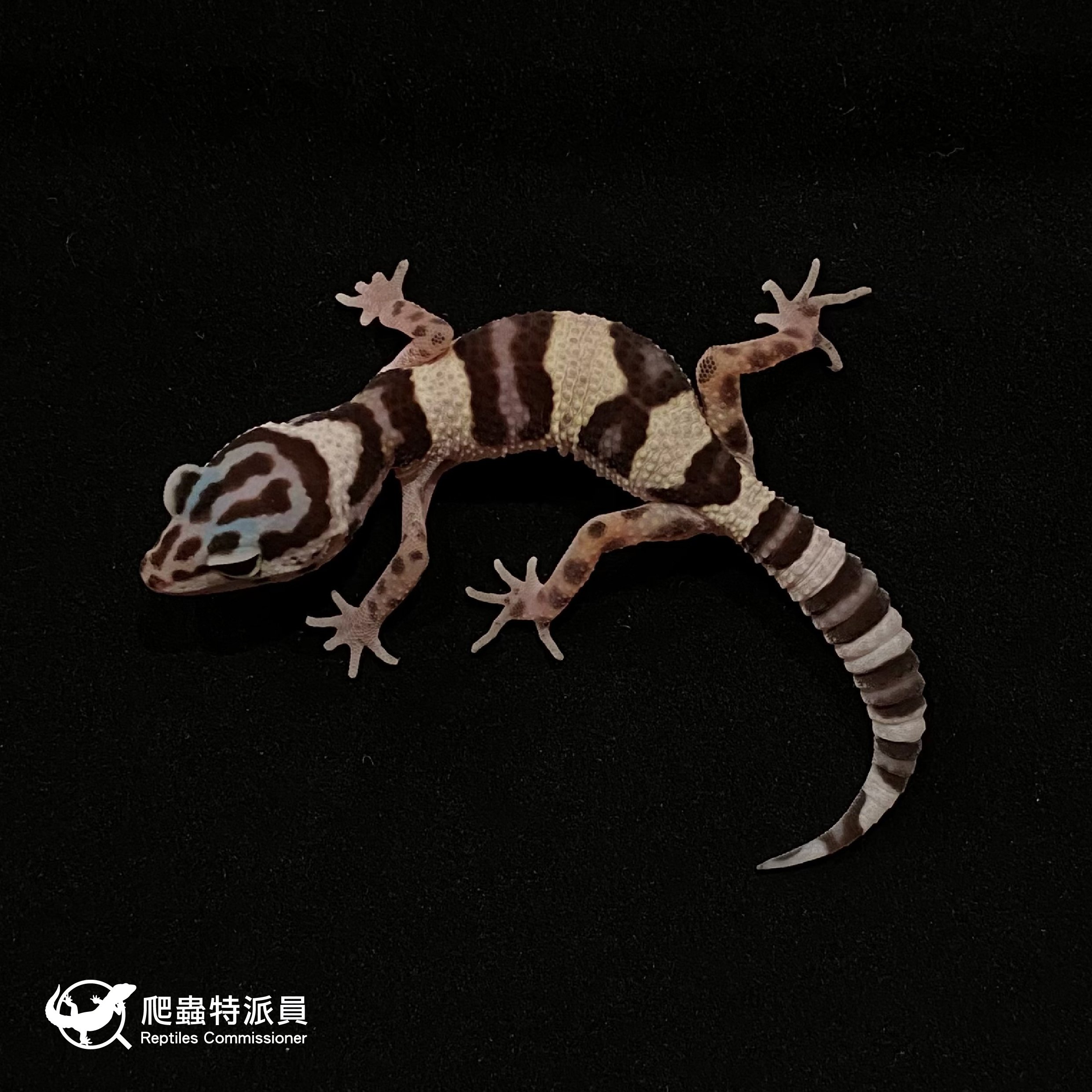 豹紋守宮．雪花（編號 29）