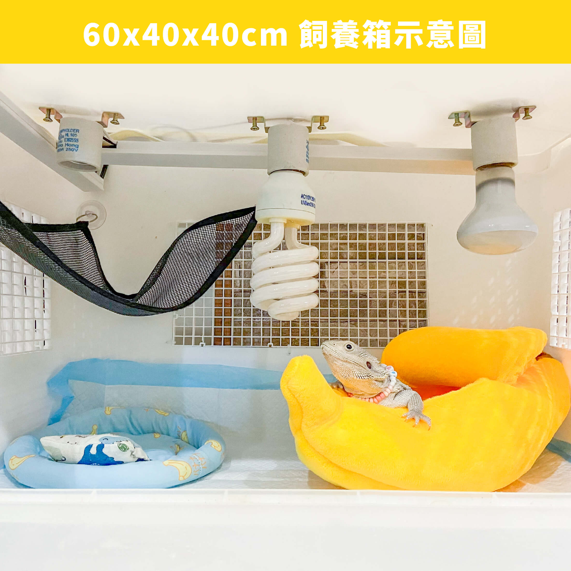 爬蟲剝皮香蕉窩