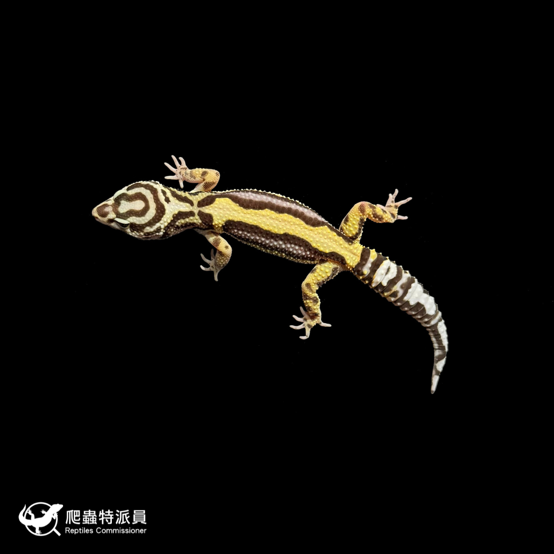 豹紋守宮．土匪（編號 310）