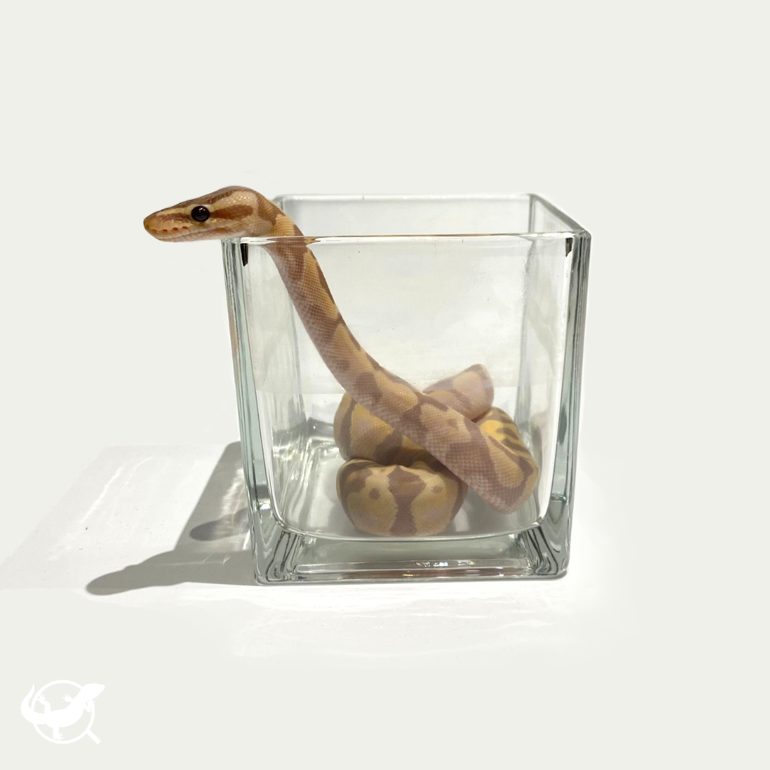 蛇蛇飲水／泡澡玻璃杯