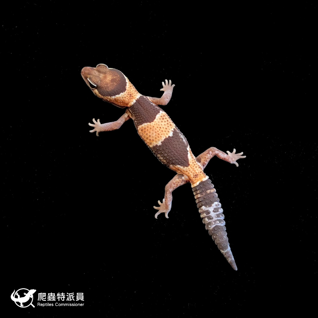 肥尾守宮．普肥 h 橘白無紋（編號 186）