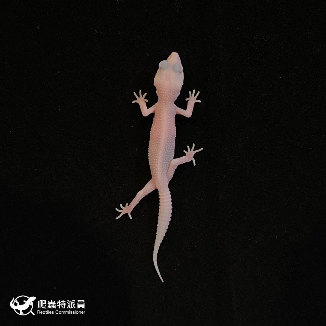 豹紋守宮．雪花暴風雪（編號 53）