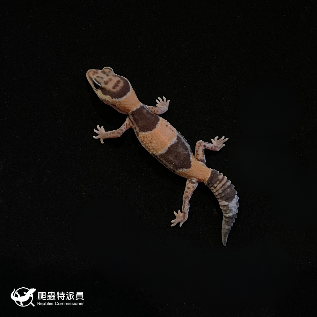 肥尾守宮．普肥 h 奧立奧無紋（編號 181）