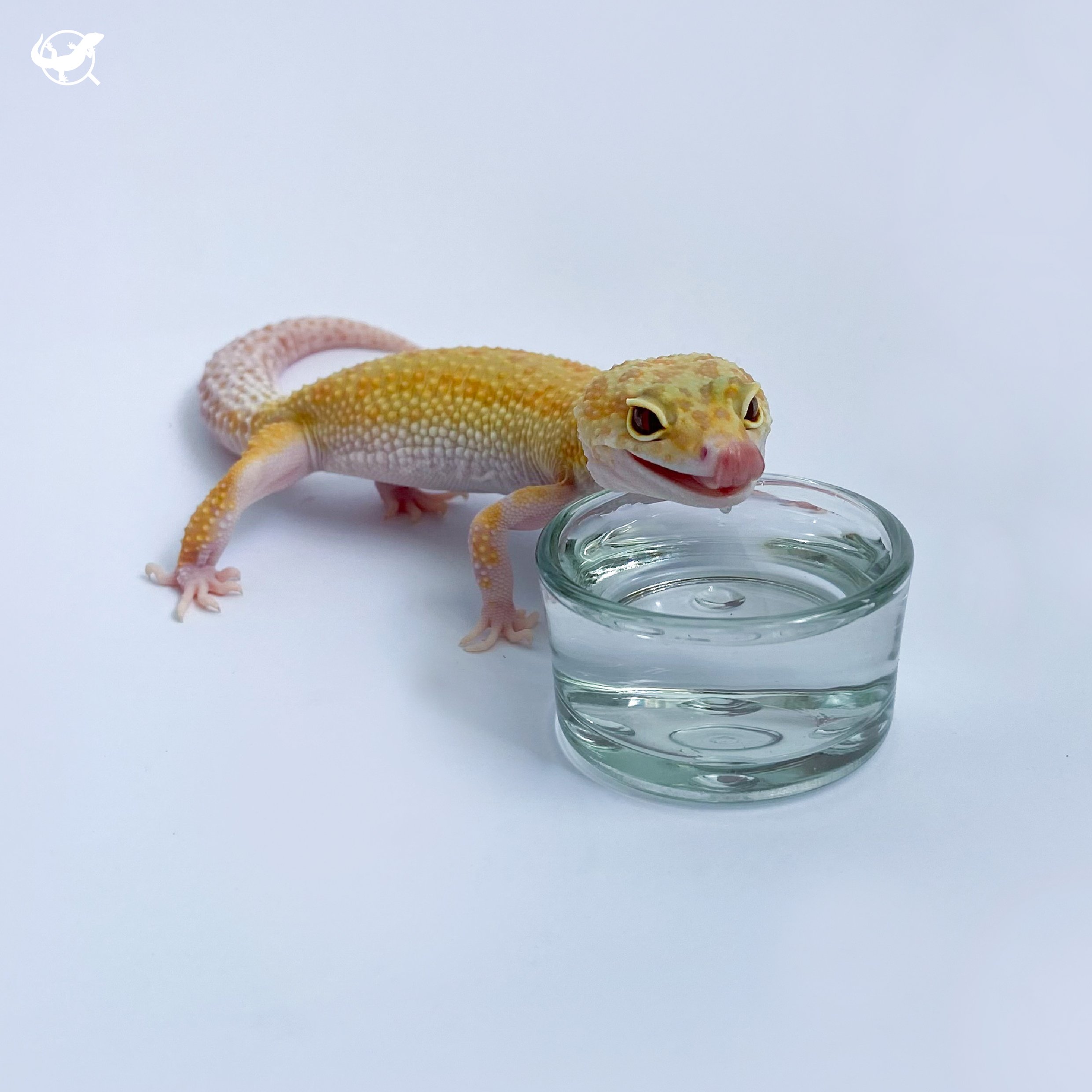 爬蟲玻璃水杯/鈣粉杯 爬蟲玻璃水杯/鈣粉杯