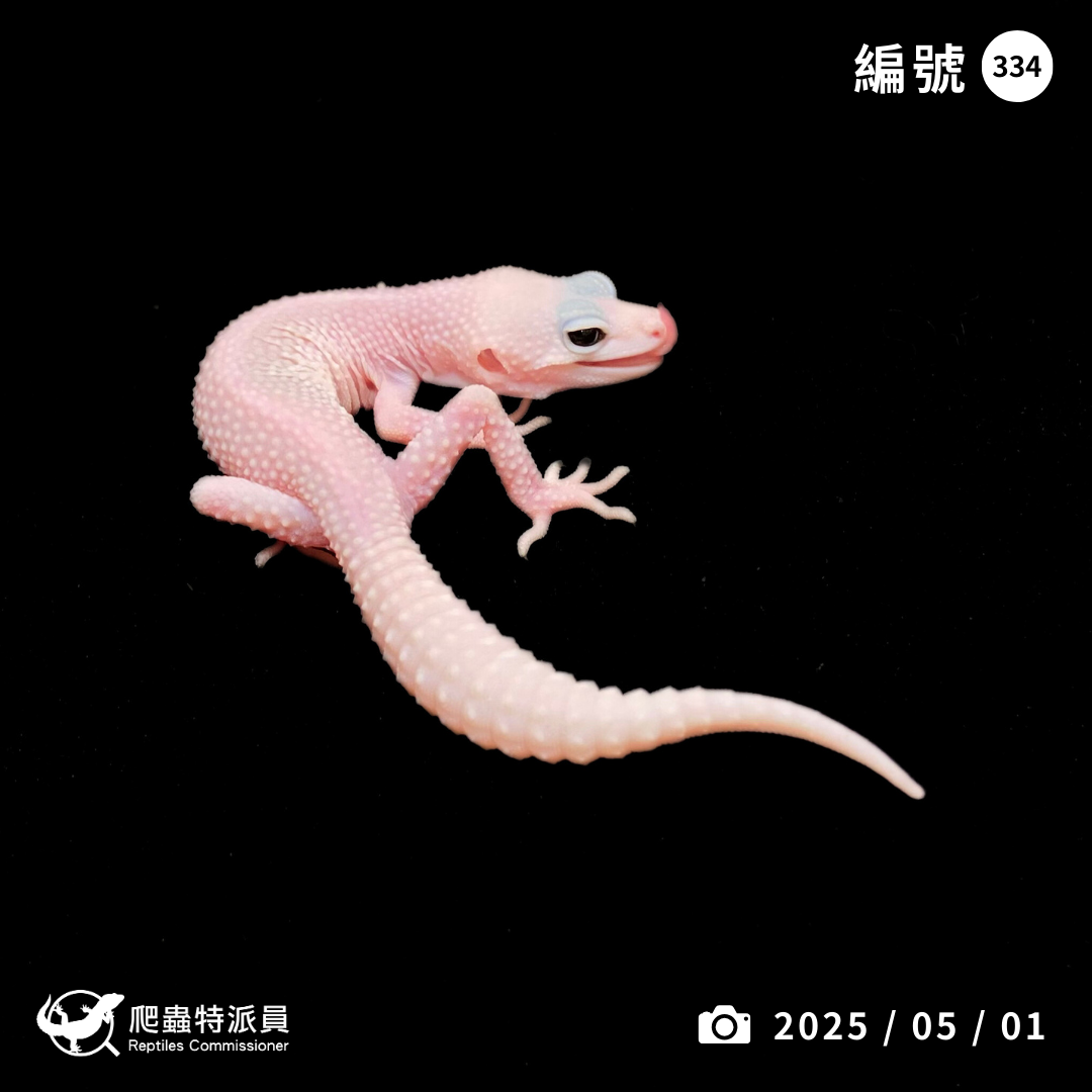 豹紋守宮．全日蝕暴風雪（編號 334）