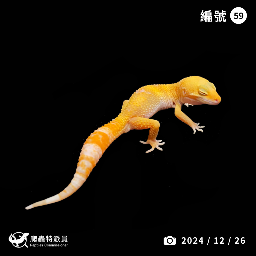 豹紋守宮．日焰（編號 59 ）