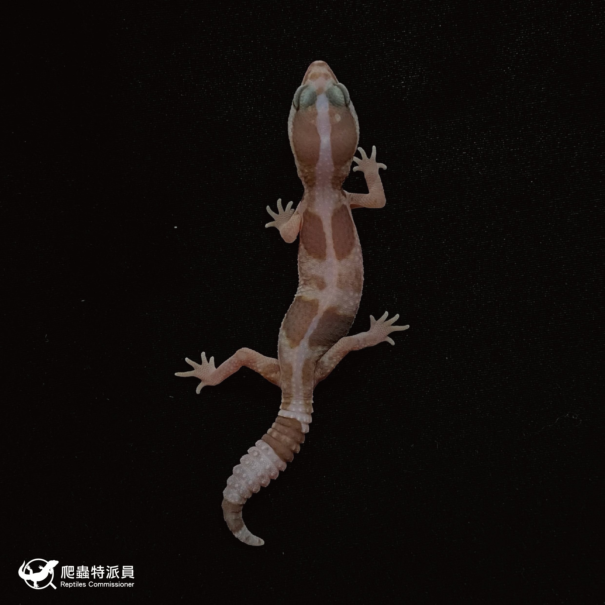 肥尾守宮．直線立可白焦糖 h 橘白祖魯（編號 42）