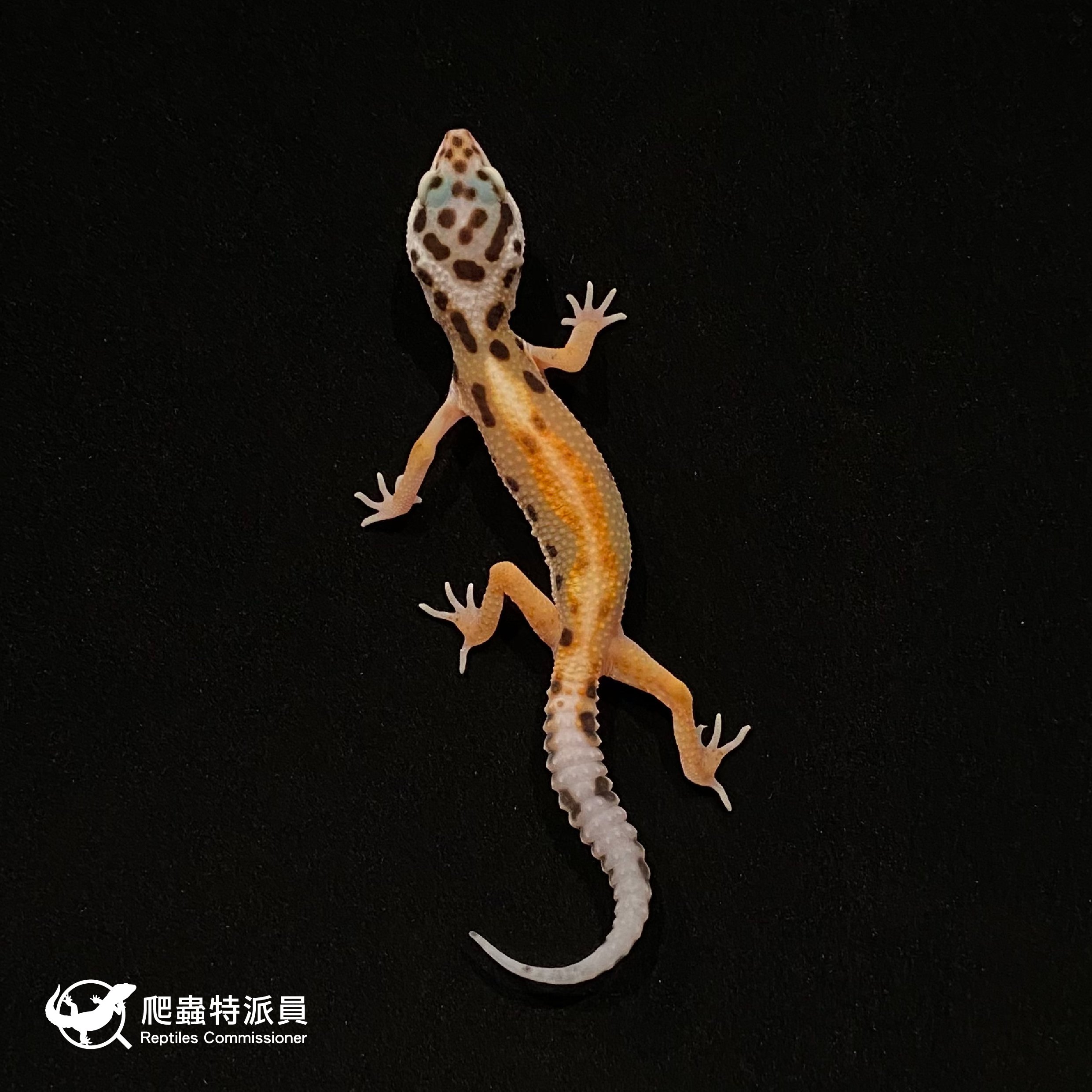 豹紋守宮．叢林（編號 9）