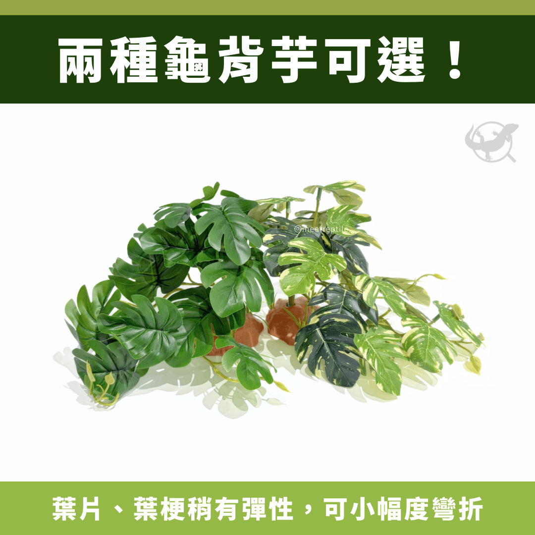 爬蟲龜背芋植物造景