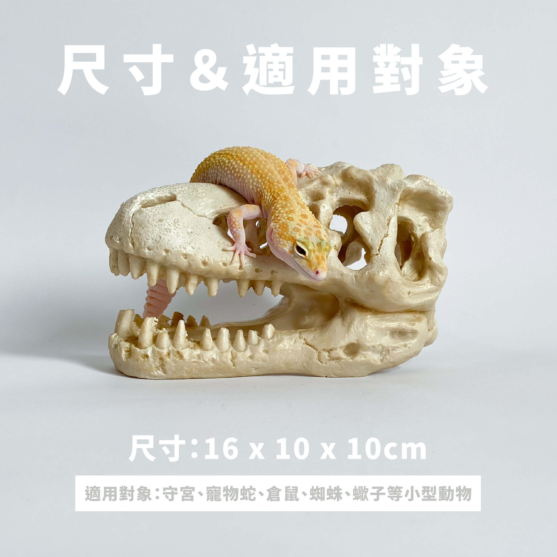 暴龍頭骨躲避屋（張口款）