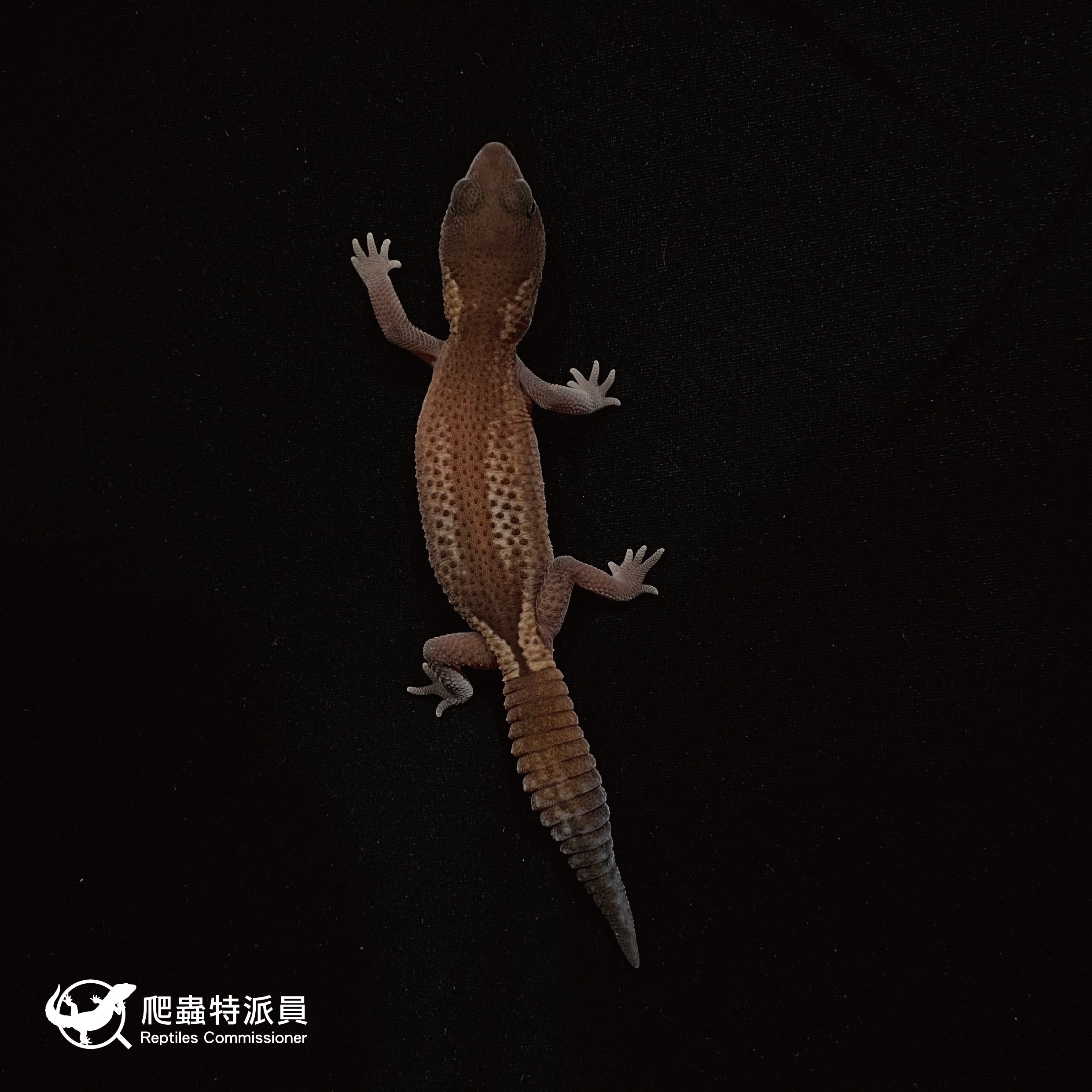 肥尾守宮．無紋 h 橘白（編號 31）