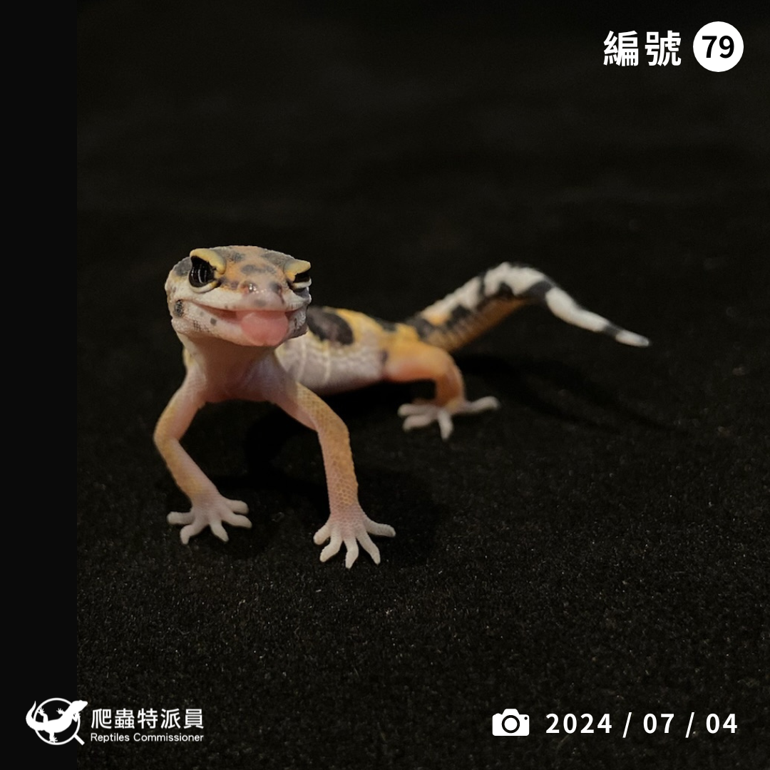 豹紋守宮．高黃（編號 79）