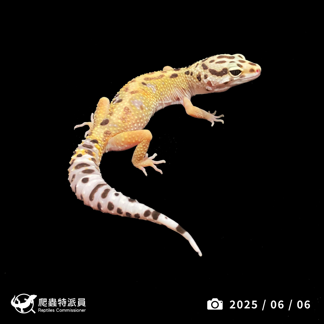 豹紋守宮．高黃（編號 317）