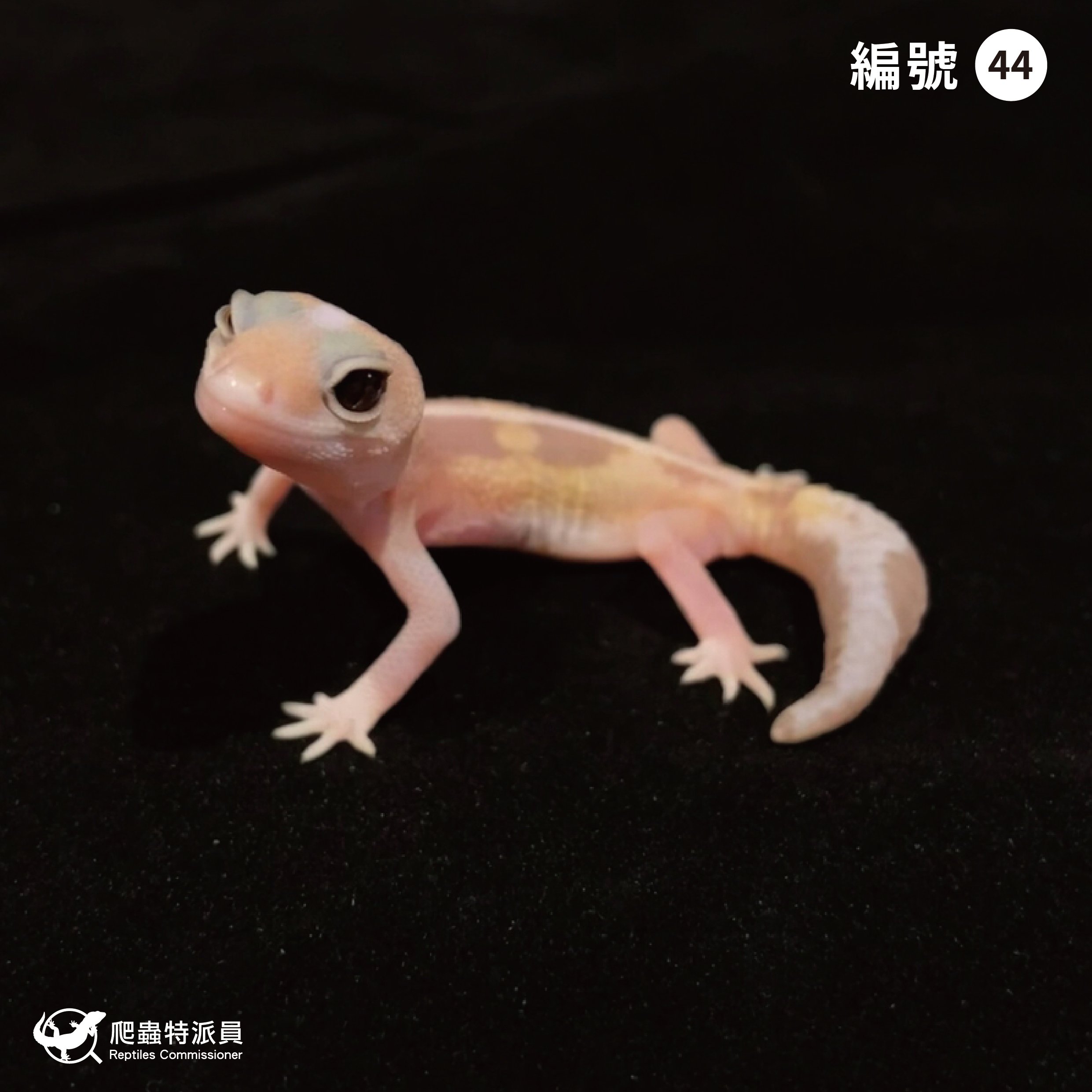 肥尾守宮．直線焦糖祖魯 h 橘白（編號 44）