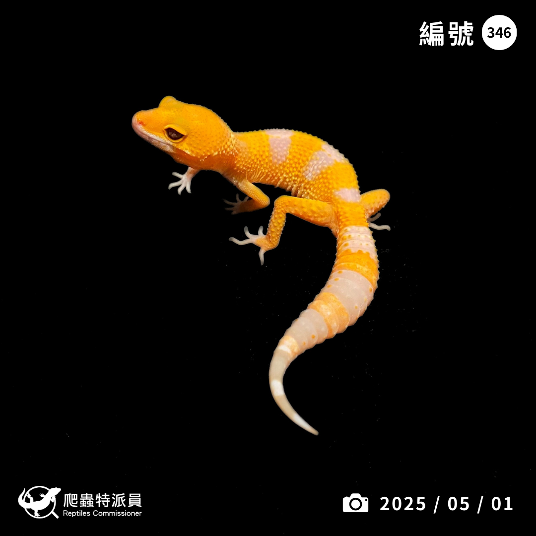 豹紋守宮．日焰（編號 346）