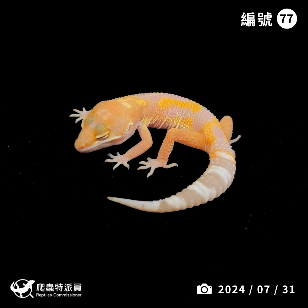 豹紋守宮．川普叢林（編號 77）