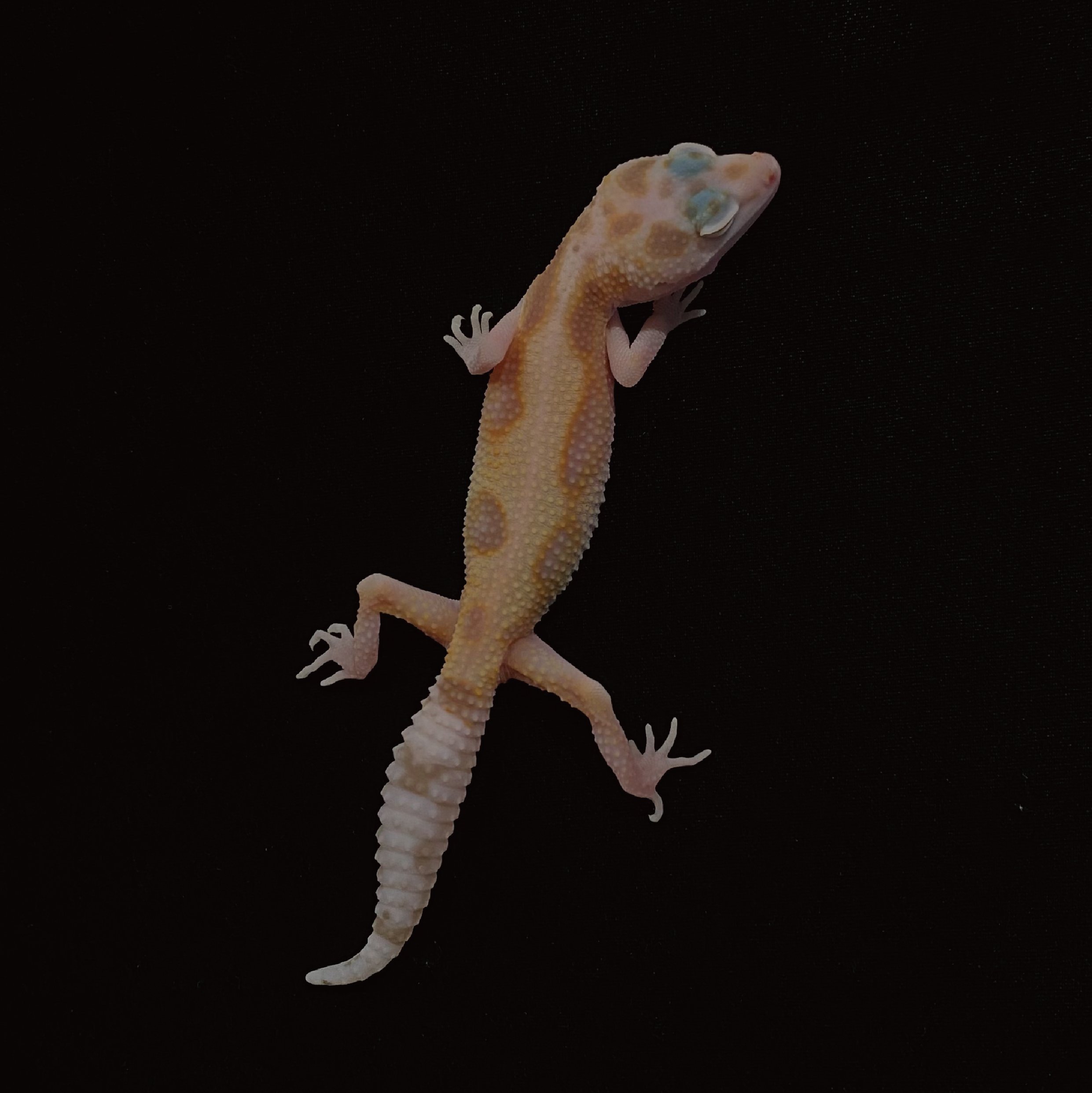 豹紋守宮．WY 川白（編號 5）