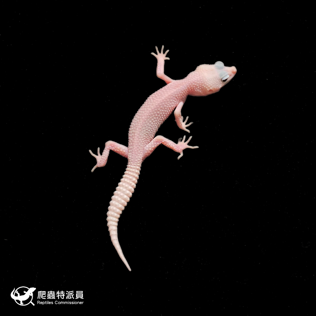 豹紋守宮．全日蝕暴風雪（編號 334）